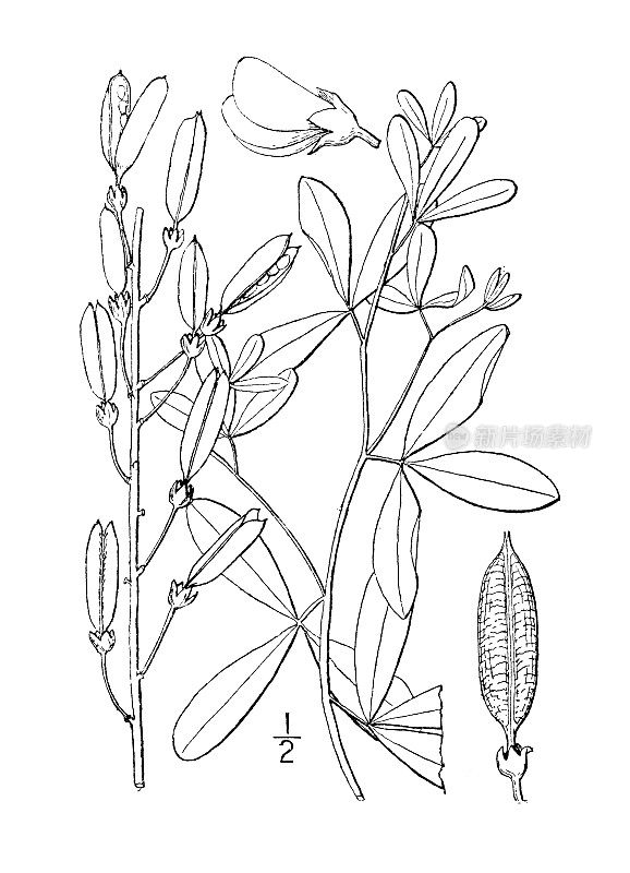 古植物学植物插图:白Baptisia alba，白色野生靛蓝